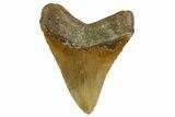 Fossil Megalodon Tooth - North Carolina #328243-2